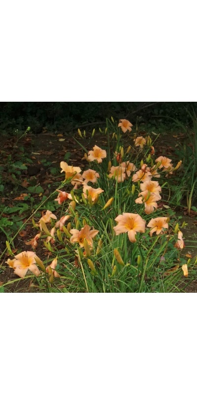 OLALLIE LATE RISER