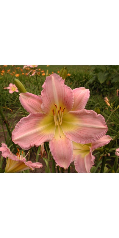 Daylily