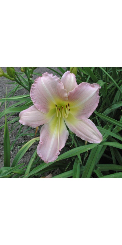 Daylily Olallie Lavender