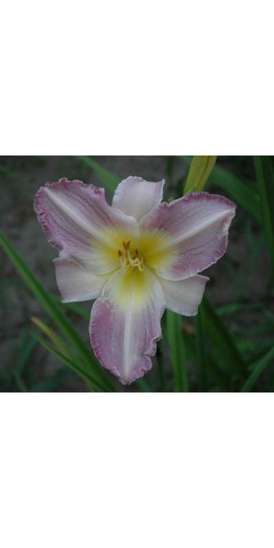 OLALLIE LIGHT HEARTED