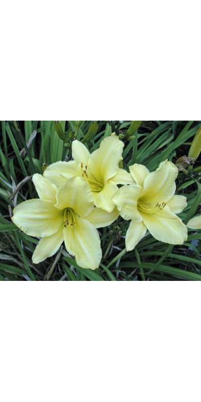 OLALLIE LIME