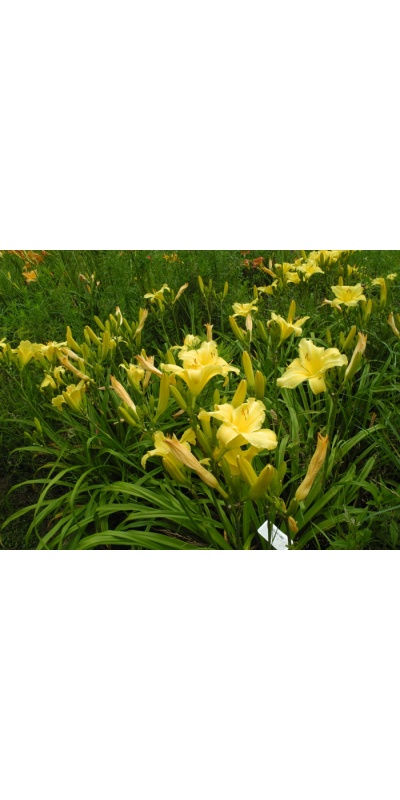 OLALLIE LIME
