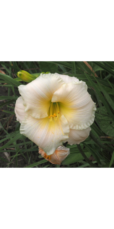olallie-live-on-louie-23a-600px