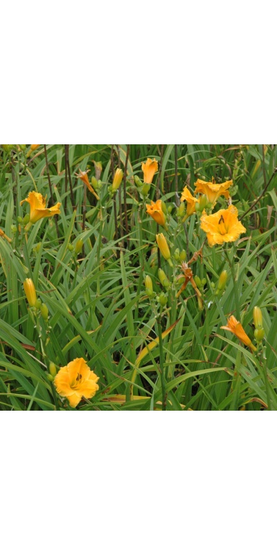 OLALLIE PETITE