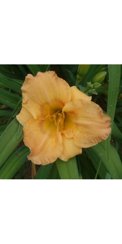 OLALLIE ROMA AMELIA (6-11)