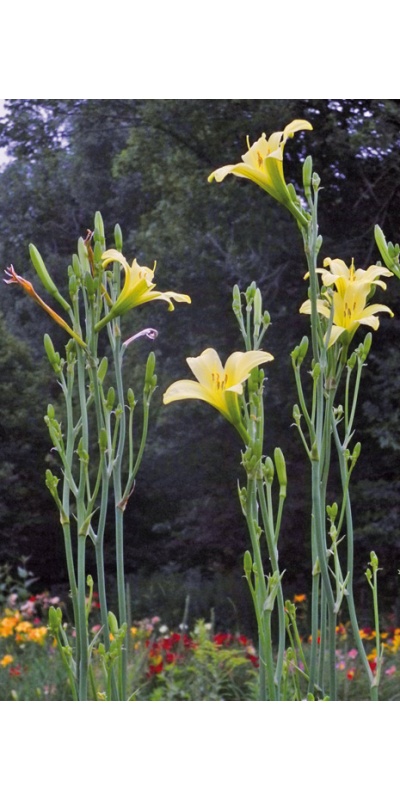 OLALLIE VICTRIX