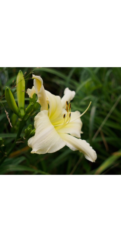 OLALLIE WHITE STAR