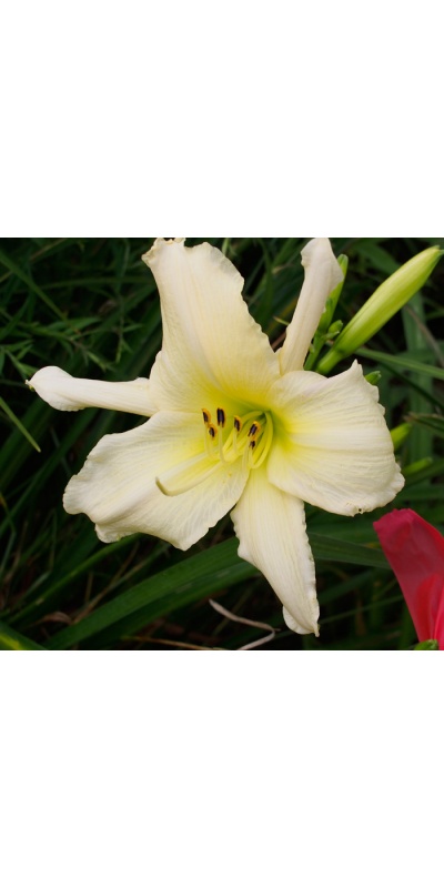 OLALLIE WHITE STAR