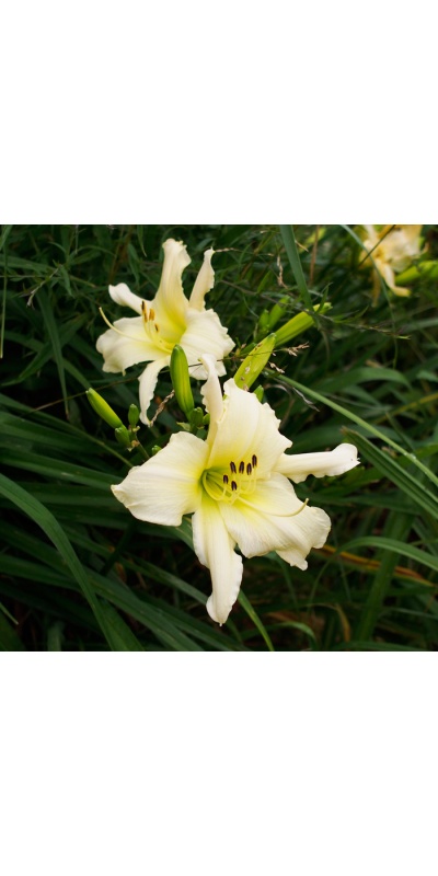 OLALLIE WHITE STAR