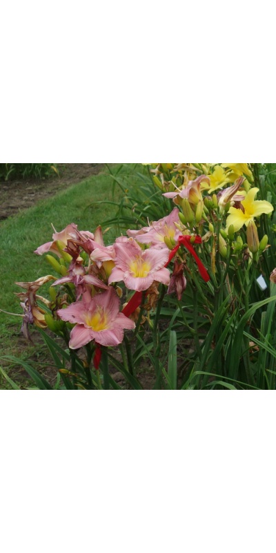 PRAIRIE PORCELAIN