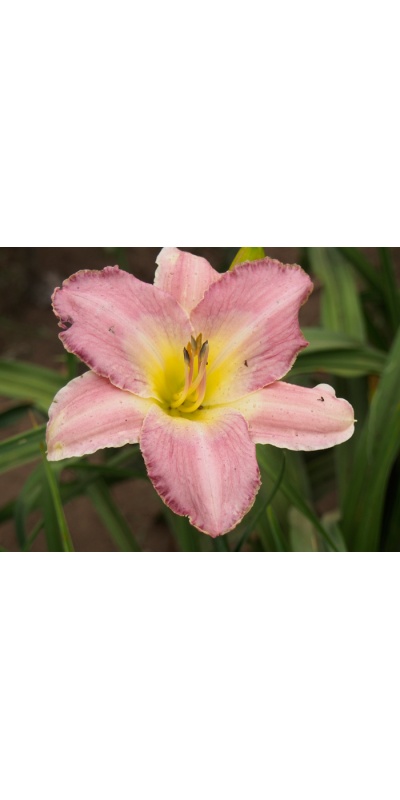 PRAIRIE PORCELAIN
