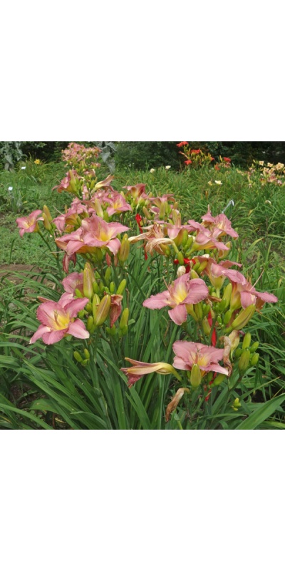 PRAIRIE PORCELAIN