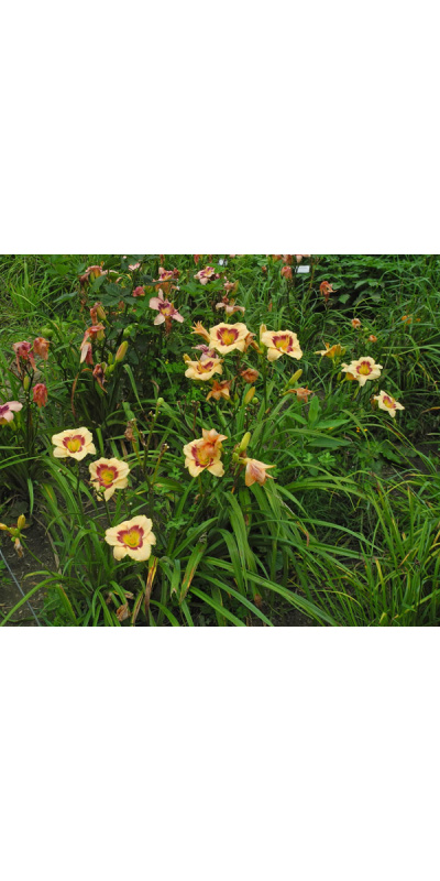 rainbow-candy-clumps-600px