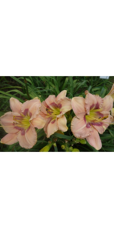 daylily