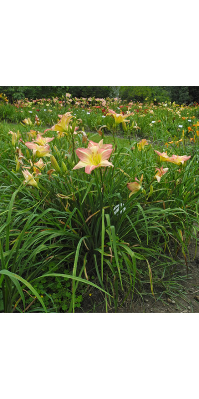 rose-water-clump-500px