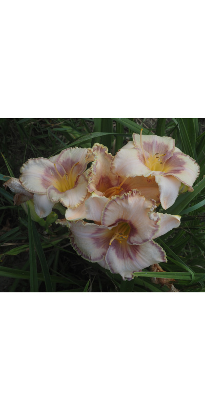 soft-hearted-mother-600px