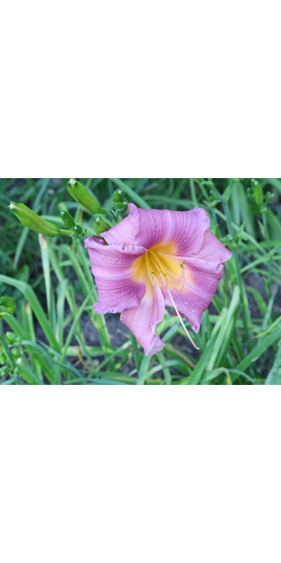 south-walloch-bloom-600px