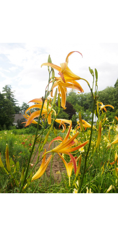 tall-spidery-bicolor-bed-29