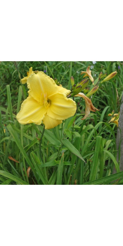 Very Special Ruffled Lemon Yellow (VT)