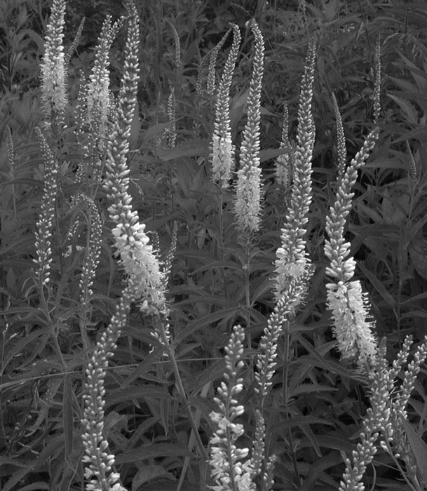 2nd Year Veronica longifolia pink