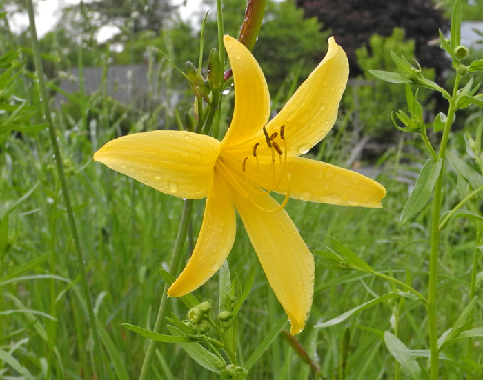 H. yezoensis